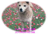 チャロちゃんのメモリアル写真　ペット葬儀日：２０１０年６月１４日　千葉県よりご依頼